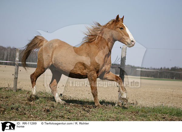 Fuchsfarbenes Pferd / horse / RR-11289