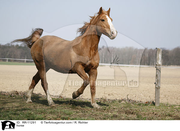 Fuchsfarbenes Pferd / horse / RR-11291