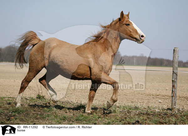 Fuchsfarbenes Pferd / horse / RR-11292