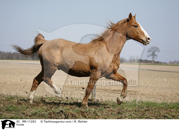 Fuchsfarbenes Pferd / horse / RR-11293
