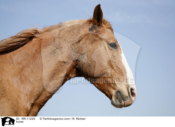 Pferd / horse / RR-11295