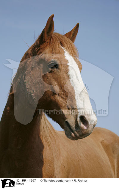 Pferd / horse / RR-11297
