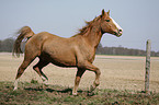 horse