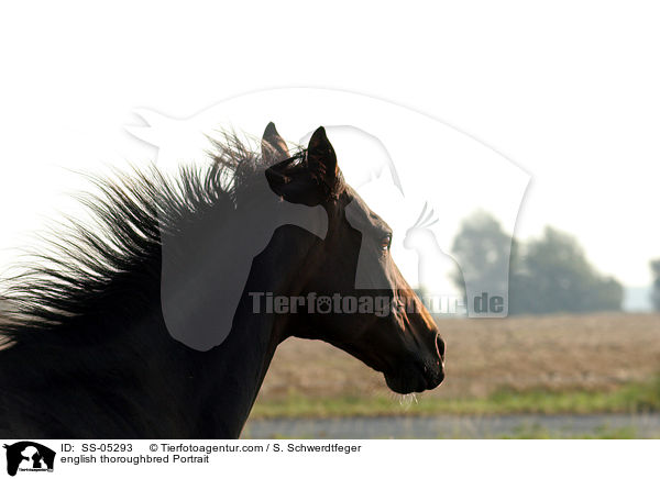 english thoroughbred Portrait / SS-05293