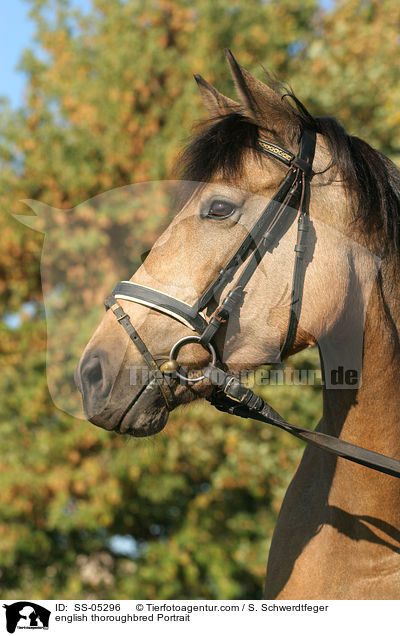 Englisches Vollblut Portrait / english thoroughbred Portrait / SS-05296