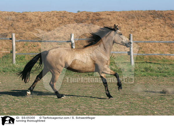 galoppierendes Vollblut / running thoroughbred / SS-05300