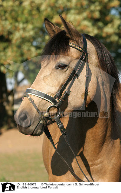 Englisches Vollblut Portrait / English thoroughbred Portrait / SS-10972