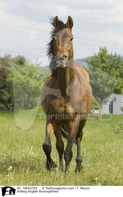 trotting english thoroughbred / TM-02720