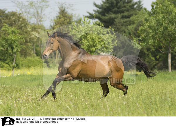 galloping english thoroughbred / TM-02721