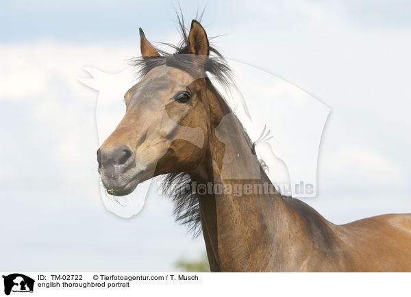 english thoroughbred portrait / TM-02722