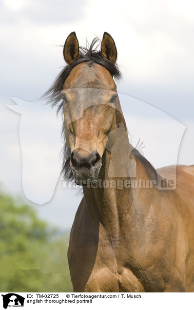 english thoroughbred portrait / TM-02725