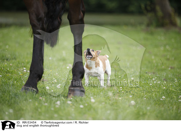 dog and english thoroughbred / RR-53454