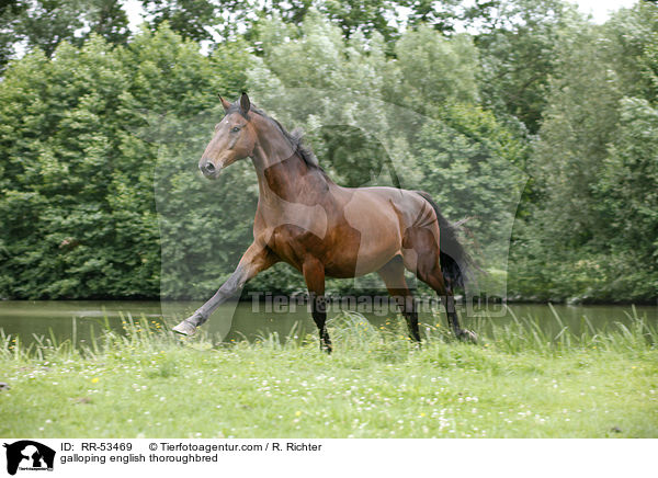 galloping english thoroughbred / RR-53469