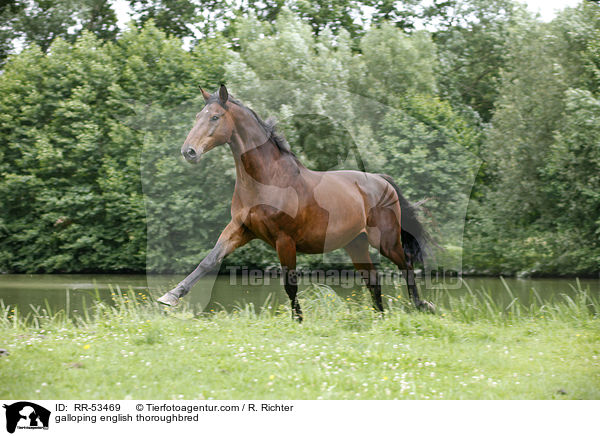 galloping english thoroughbred / RR-53469