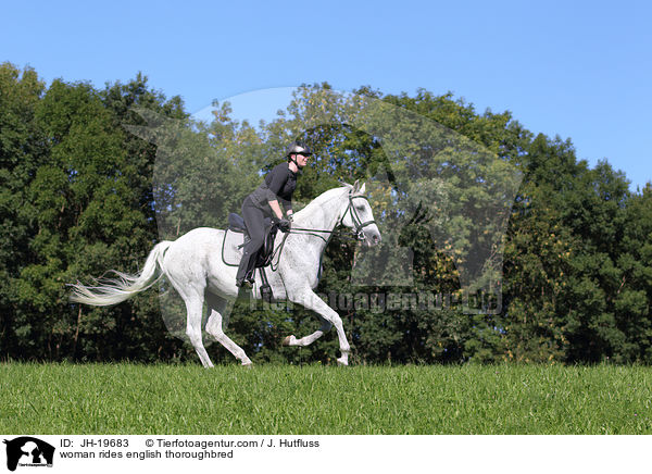 Frau reitet Englisches Vollblut / woman rides english thoroughbred / JH-19683
