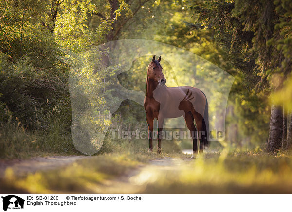 English Thoroughbred / SB-01200
