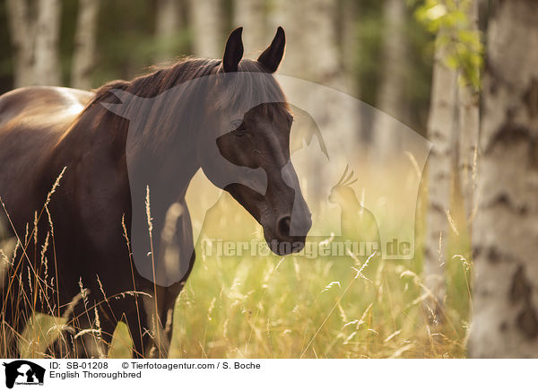 English Thoroughbred / SB-01208