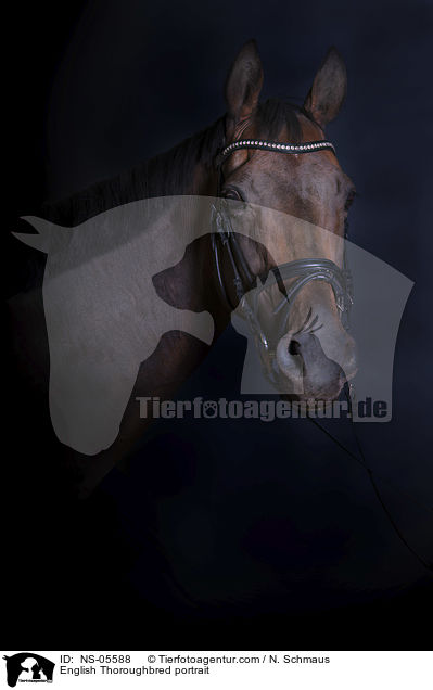 Englisches Vollblut Portrait / English Thoroughbred portrait / NS-05588