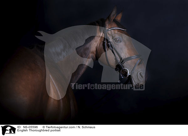 English Thoroughbred portrait / NS-05596