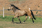 trotting thoroughbred