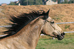 english thoroughbred Portrait