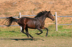 running thoroughbred