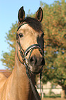 English thoroughbred Portrait