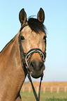 English thoroughbred Portrait