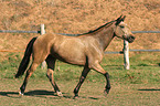 trotting English thoroughbred