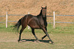 trotting English thoroughbred