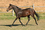 trotting English thoroughbred