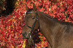 thoroughbred portrait