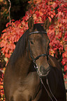 thoroughbred portrait