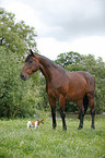 dog and english thoroughbred