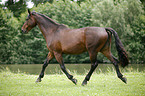 trotting english thoroughbred