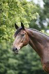 english thoroughbred portrait