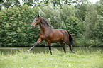 galloping english thoroughbred