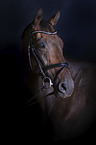 English Thoroughbred portrait