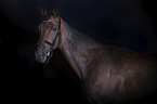 English Thoroughbred portrait