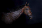 English Thoroughbred portrait