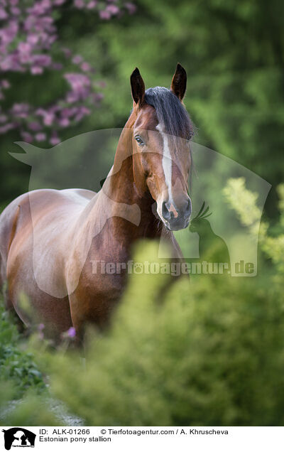 Estonian pony stallion / ALK-01266