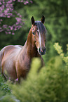 Estonian pony stallion