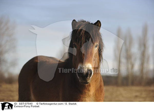 Exmoor-Pony Portrait / Exmoor-Pony Portrait / SST-07540