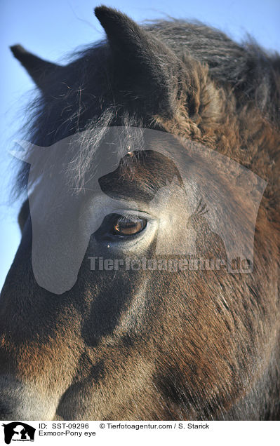 Exmoor-Pony Auge / Exmoor-Pony eye / SST-09296