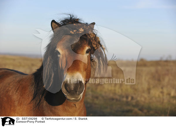 Exmoor-Pony Portrait / Exmoor-Pony Portrait / SST-09298