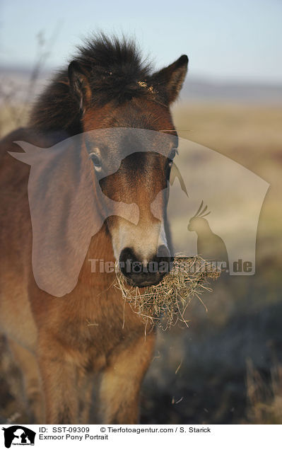 Exmoor-Pony Portrait / Exmoor Pony Portrait / SST-09309
