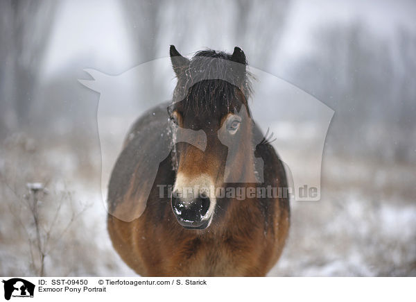 Exmoor-Pony Portrait / Exmoor Pony Portrait / SST-09450