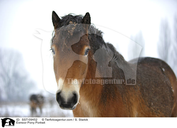 Exmoor-Pony Portrait / Exmoor Pony Portrait / SST-09452