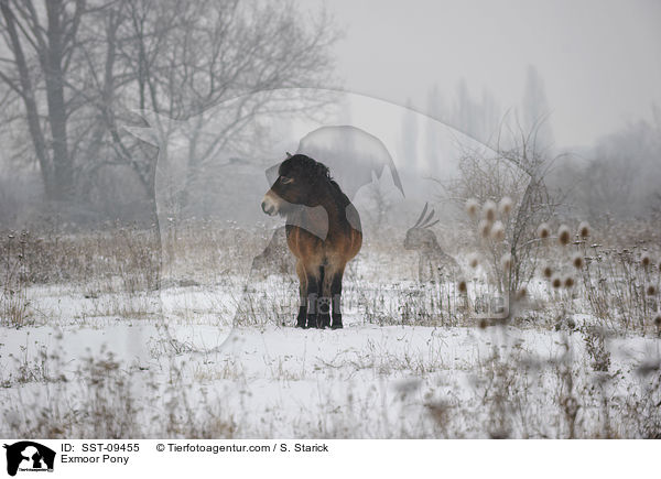 Exmoor-Pony / Exmoor Pony / SST-09455