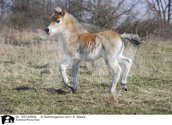Exmoor-Pony Fohlen / Exmoor-Pony foal / SST-09829